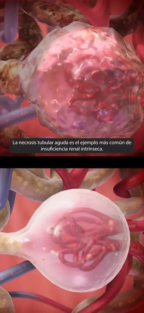 Fisiología & Patología