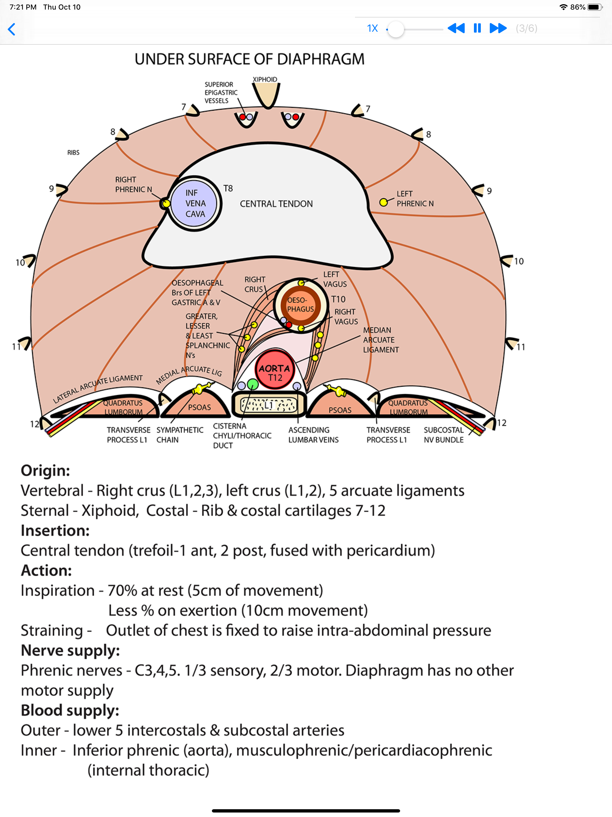 Anatomy Thorax and Abdomen