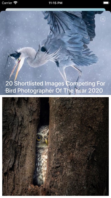 Bird Song/Photo Identification screenshot-7