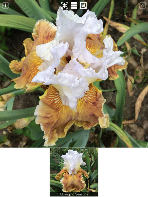 Screenshot #6 pour Instant Iris