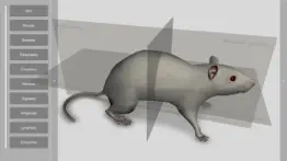 3d rat anatomy iphone images 1