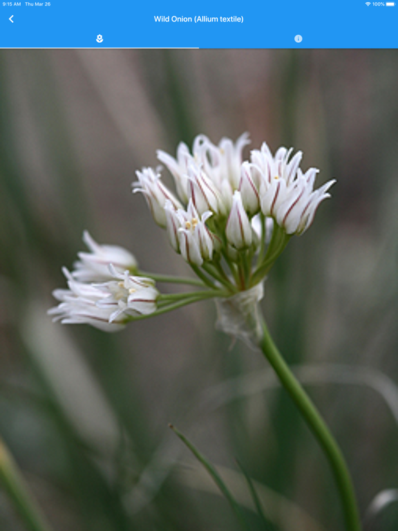Colorado Wildflowers Guide iPad screenshot 1 - Education app