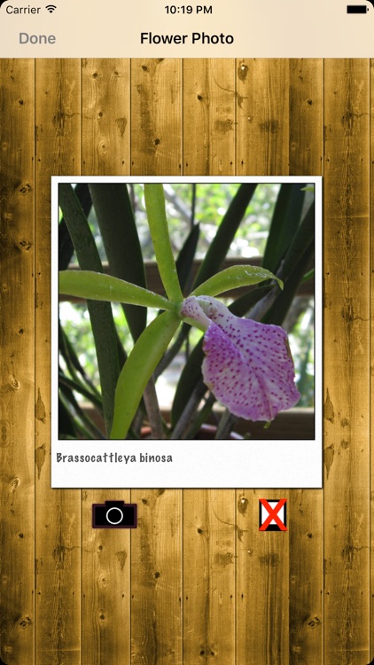 Orchid Notebook screenshot-4