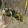 Wasp Nest Simulation Full icon