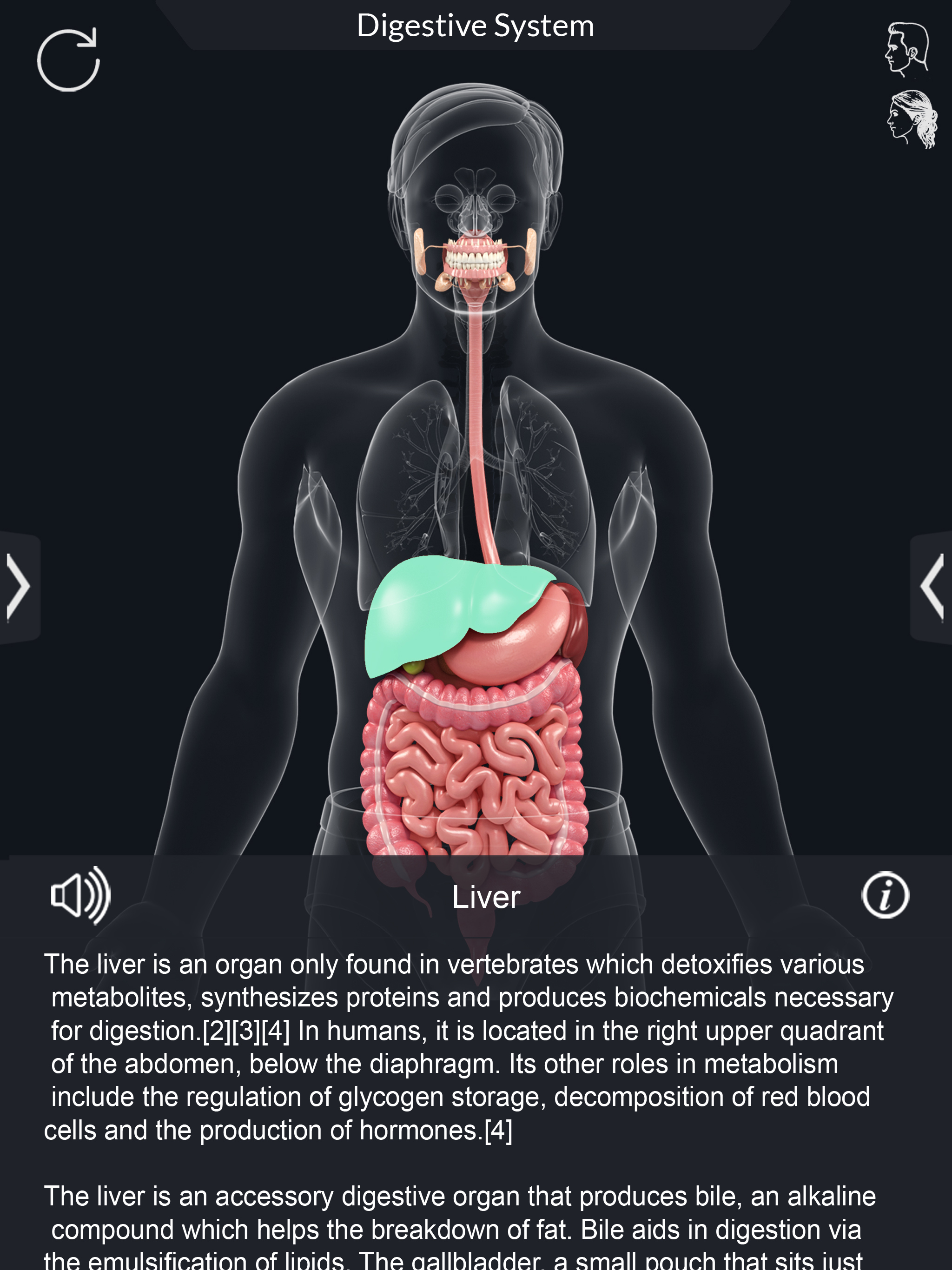 My Digestive System Anatomy