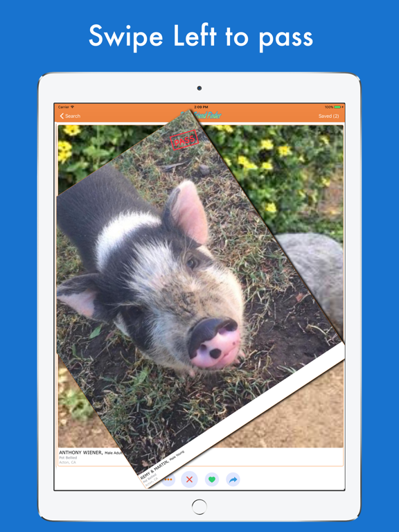 Furry Friend Finder Pet Rescue iPad screenshot 4 - Lifestyle app