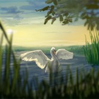 Where Do Swans Sleep? picture story book app for kids