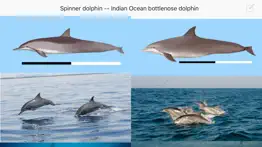 dolphins and whales problems & solutions and troubleshooting guide - 2
