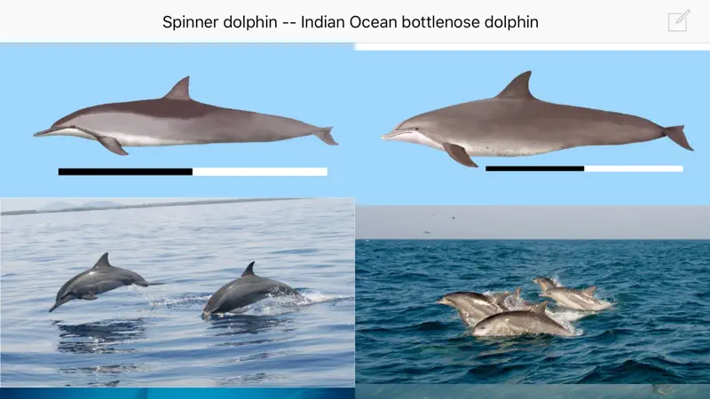 Dolphins and Whales screenshot 5 of 5