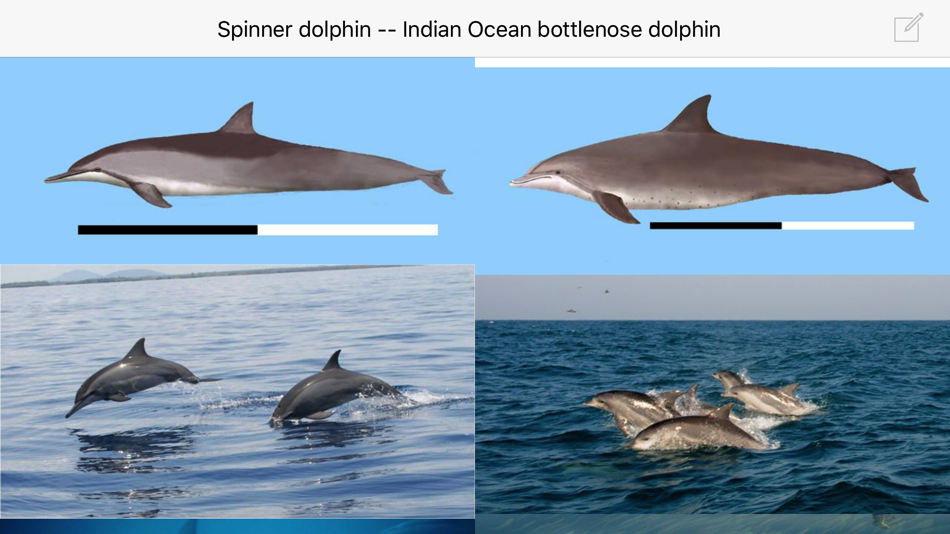 #5. Dolphins and Whales (iOS) بواسطة: mydigitalearth.com