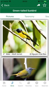 Vietnam Bird Guide screenshot