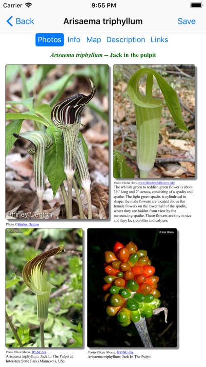 North Carolina Wildflowers screenshot-4