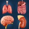 My Organs Anatomy app for studying human Organs anatomy which allows you to rotate 360° , Zoom and move camera around a highly realistic 3D model