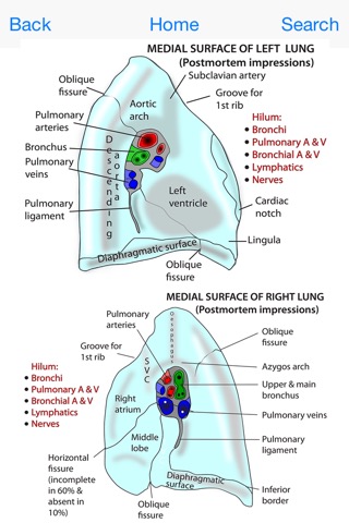 Instant Anatomy Flash Cardsのおすすめ画像4