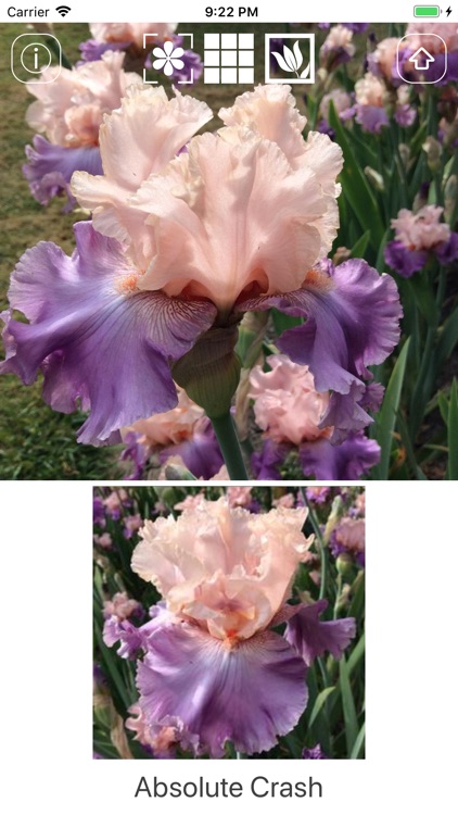 Instant Iris screenshot-3