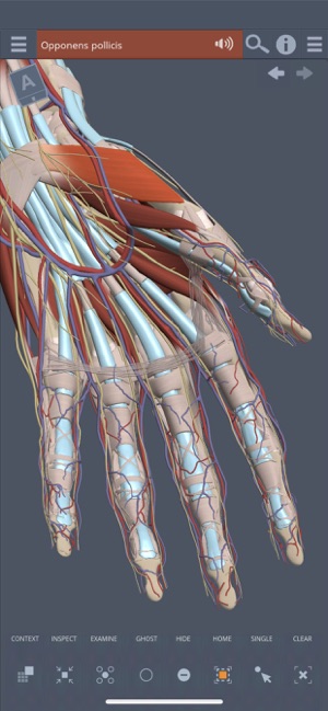 Forearm & Hand: 3D Real-time