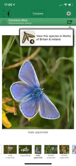 Game screenshot British & Irish Butterflies hack