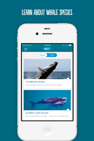 Wild About Whales screenshot 4