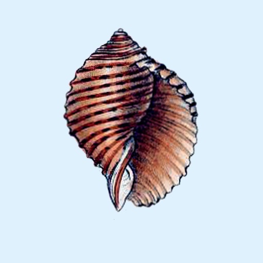 Shell Unicorns
