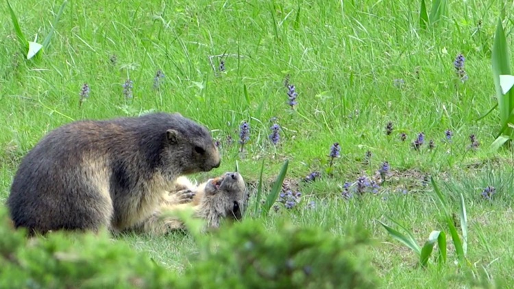 Rolf AR Mountainscape