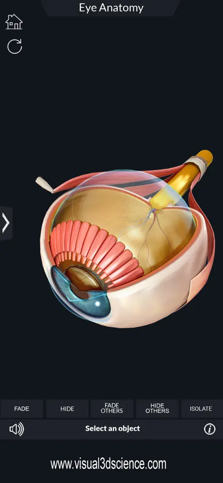 My Eye Anatomy