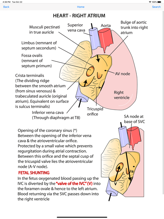 Instant Anatomy Flash Cards iPad screenshot 4 - Medical app