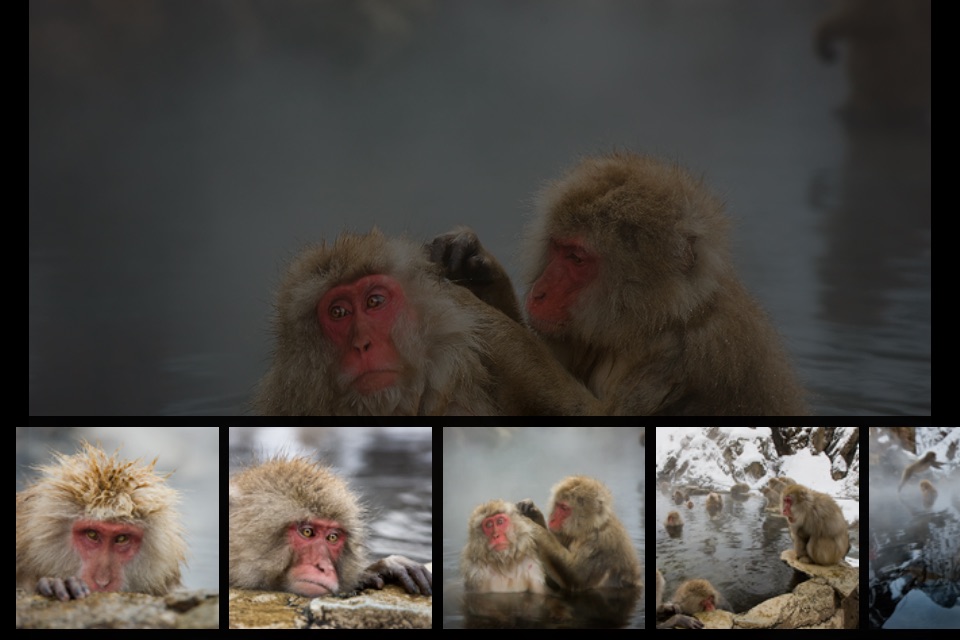 Japanese Macaques screenshot 4