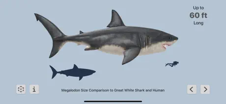 Megalodon