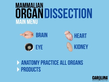Mammalian Organ Dissection iPad screenshot