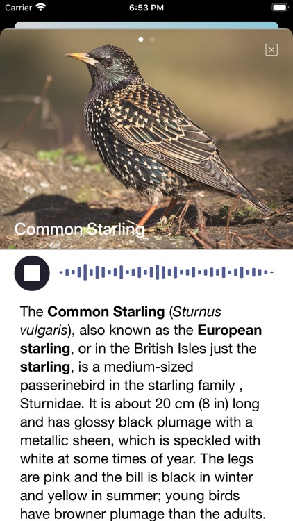 Bird Song/Photo Identification screenshot-5