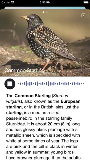Bird Song/Photo Identification iPhone-skjermbilde 6