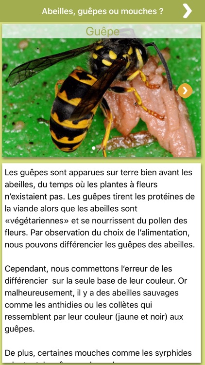 Abeilles Sauvages screenshot-4