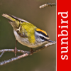 Vogel Id Schweiz - Sunbird Images OHG