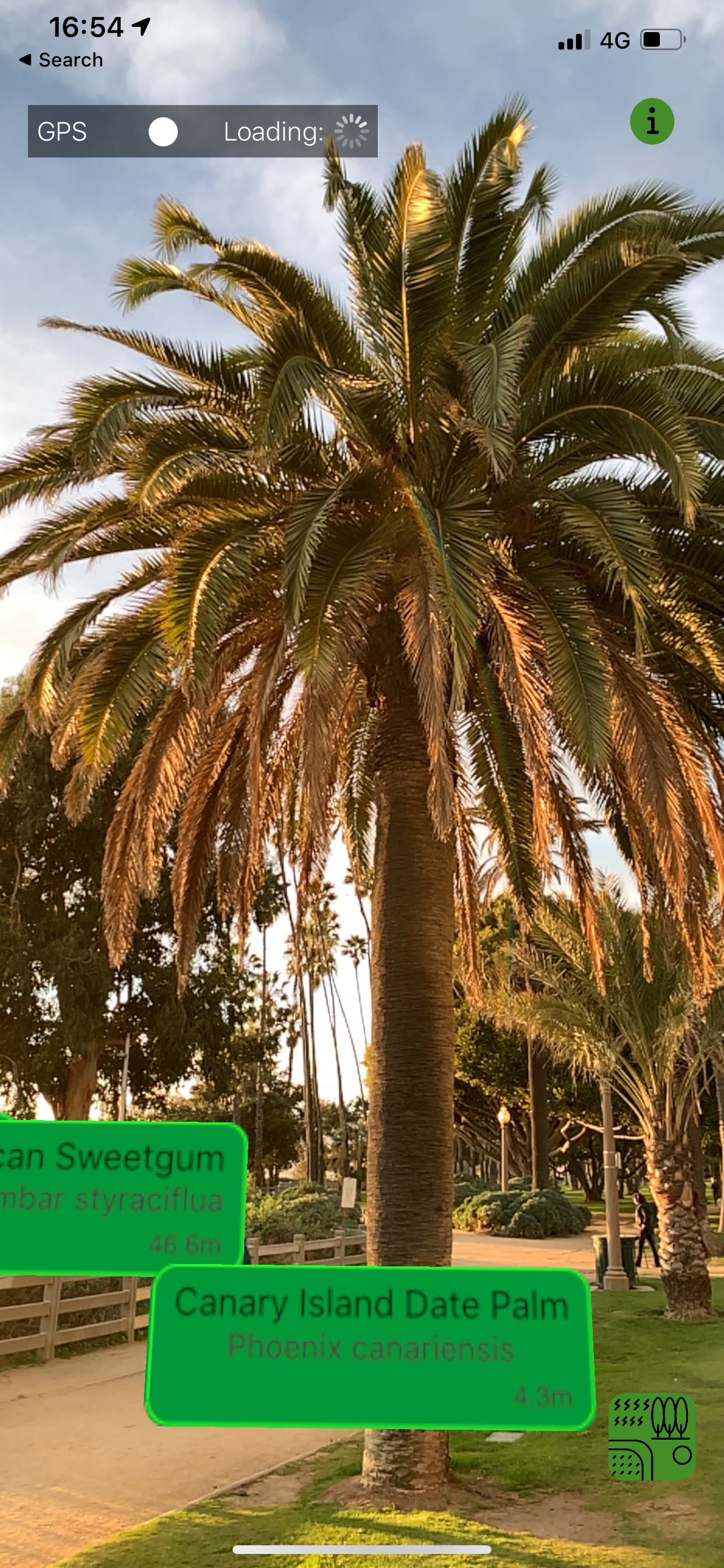 Urban Trees