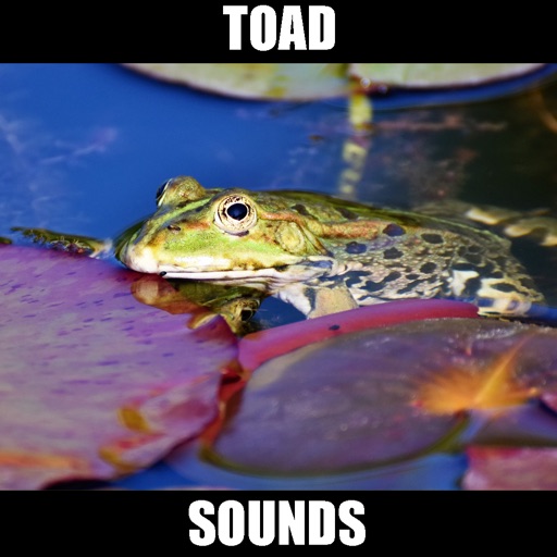 Toad Sounds