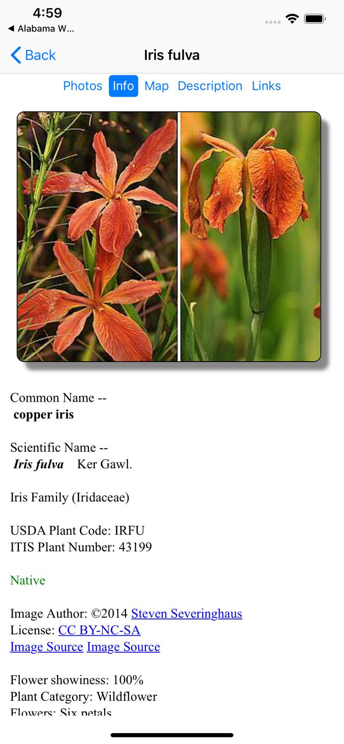 Arkansas Wildflowers