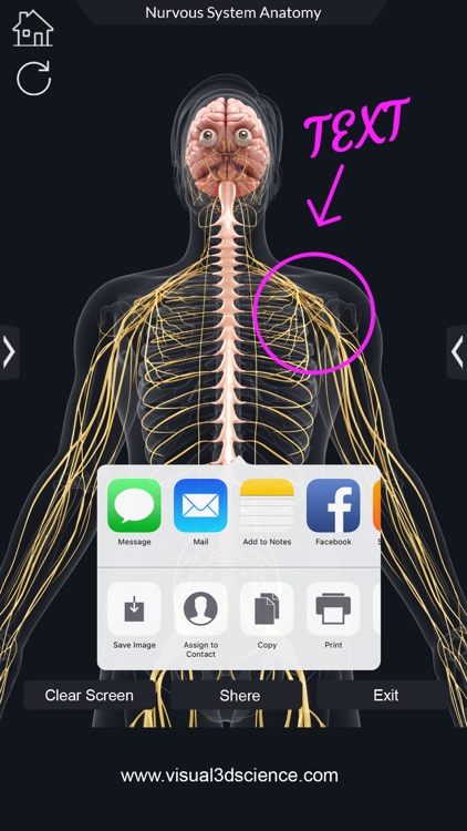 My Nervous System Anatomy screenshot-7