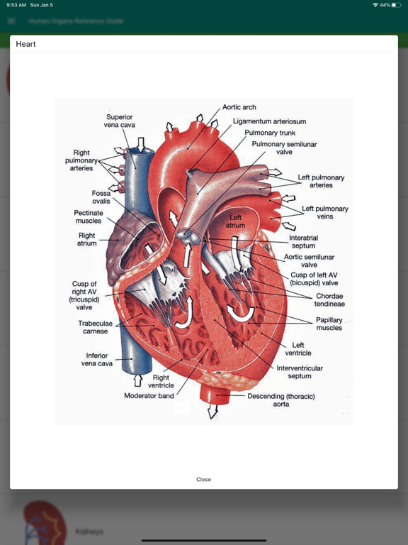 Screenshot #6 pour Human Organs Anatomy Reference