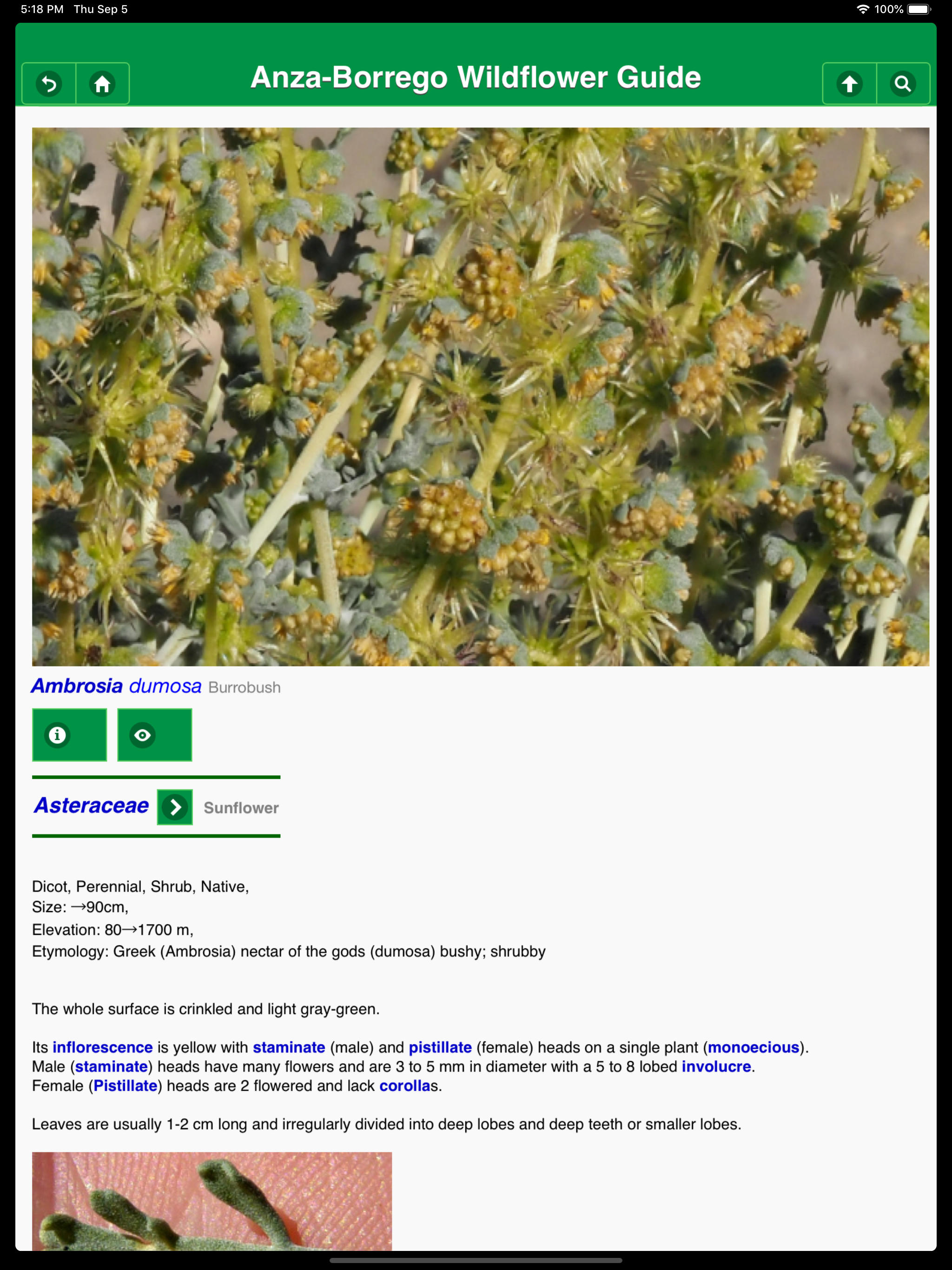 Anza-Borrego Wildflowers Lite screenshot 8