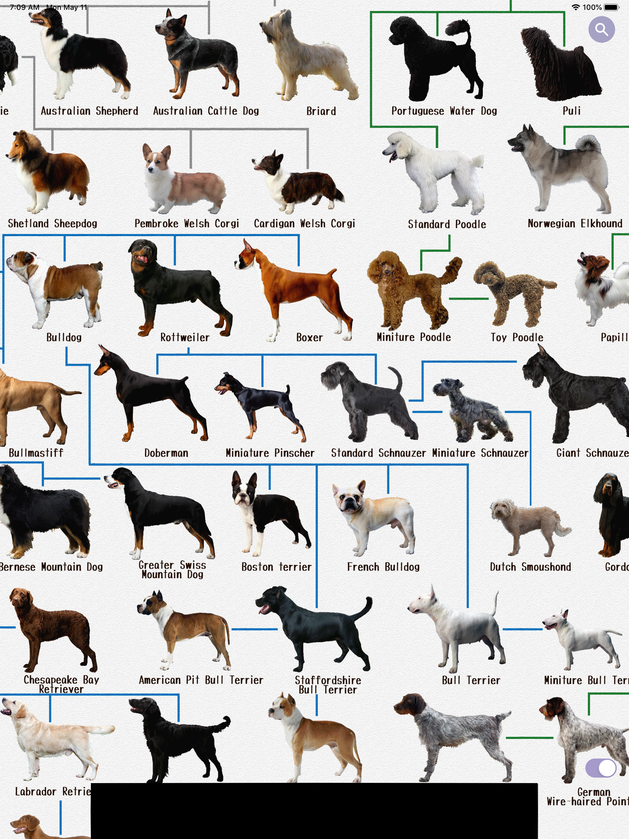Dog's Family