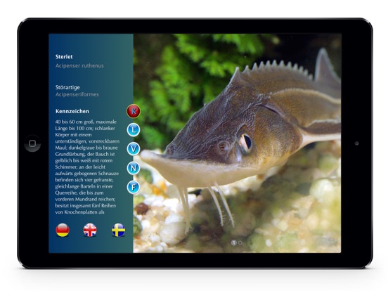 Screenshot #5 pour Europäische Süßwasserfische