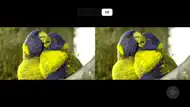 Dogs Eye Camera With VR iphone bilder 4