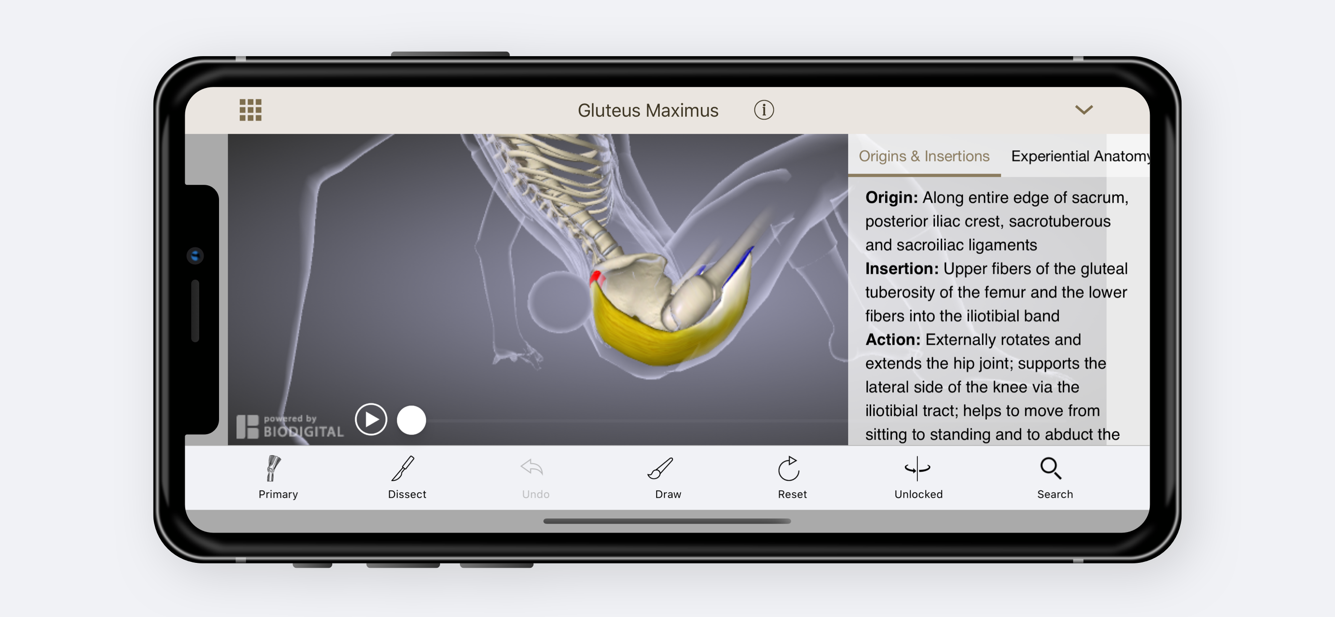 Anatomy U-Experiential Anatomy screenshot 3