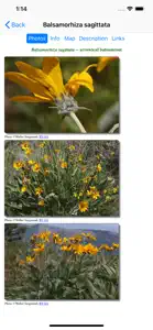 Colorado Wildflower Search screenshot #3 for iPhone