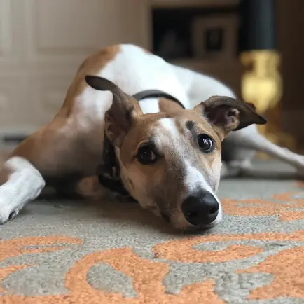 Not Greyhound Читы