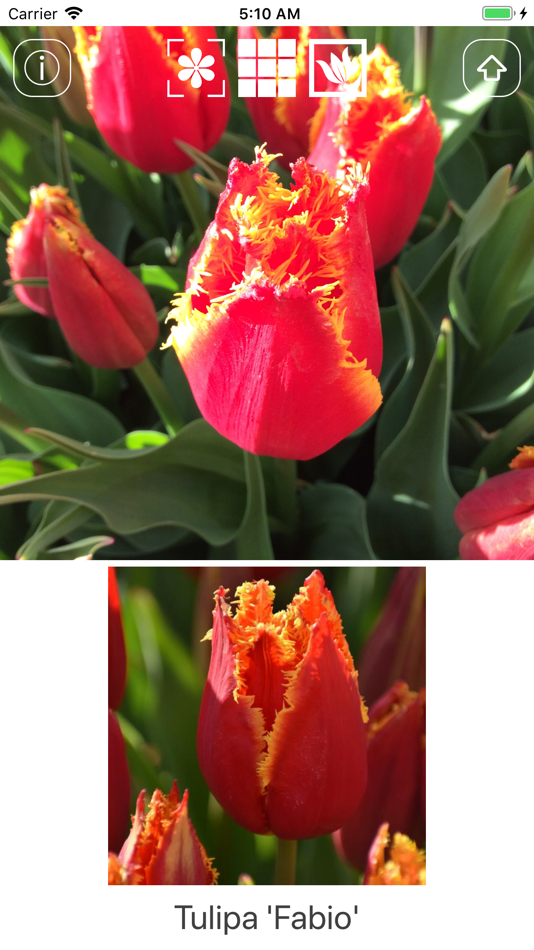 #1. Spring Bulbs (iOS) 由: Tatiana Churanova
