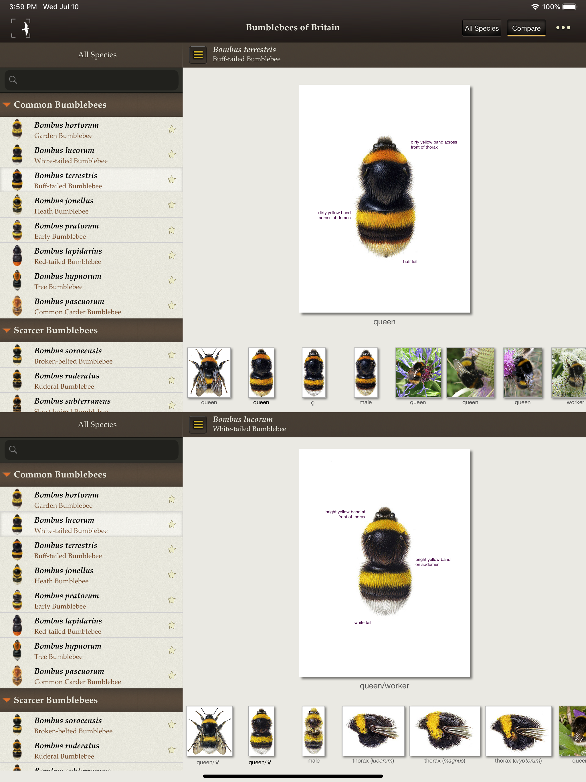 British & Irish Bumblebees