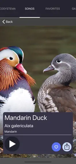 Game screenshot Bird Sounds and Bird Calls apk