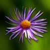 Fleurs en poche - iPhoneアプリ