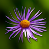 Wild-flowers - Pierre-Olivier Templier